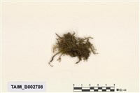 藏品(絹苔屬)的圖片